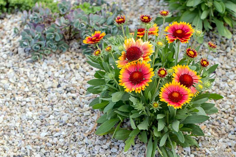 10 Plants That Bloom All Summer Long