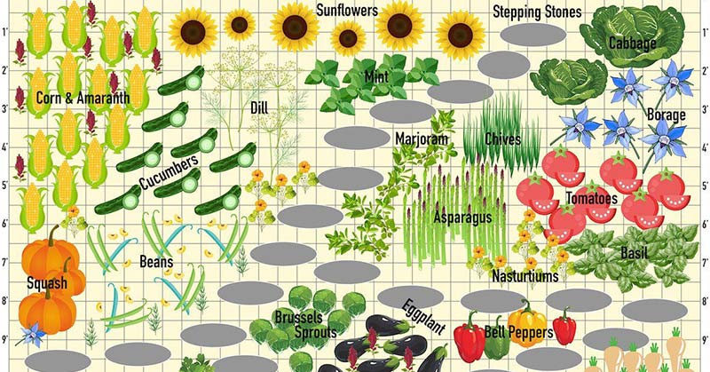 Tomatoes Hate Cucumbers: Secrets Of Companion Planting And Popular Planting Combinations