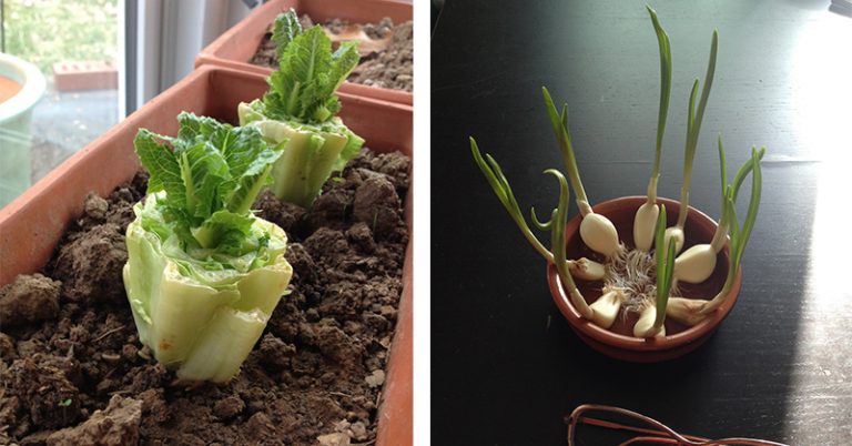 10 Vegetables You Can Buy Once And Regrow Forever!