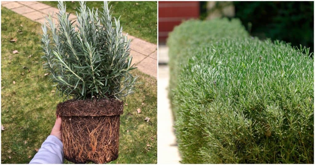 How To Grow A Rosemary Hedge (& 10 Reasons Why You Should)