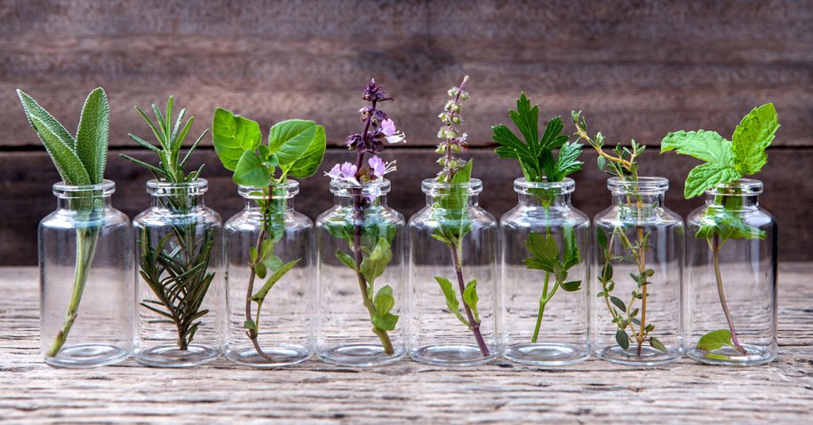 10 Herbs You Can Grow Indoors in Water All Year Long