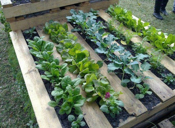 Here’s How To Grow Your Own Organic Food – Pallet Gardening is The Answer!