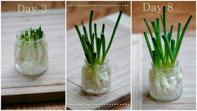 7 Vegetables and Fruits You Can Grow Indoors From Scraps