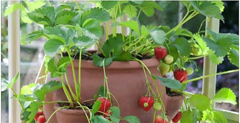How to Grow Organic Strawberries Year-Round Indoors