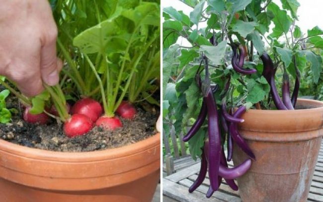 15 Veggies Perfect for Container Gardening