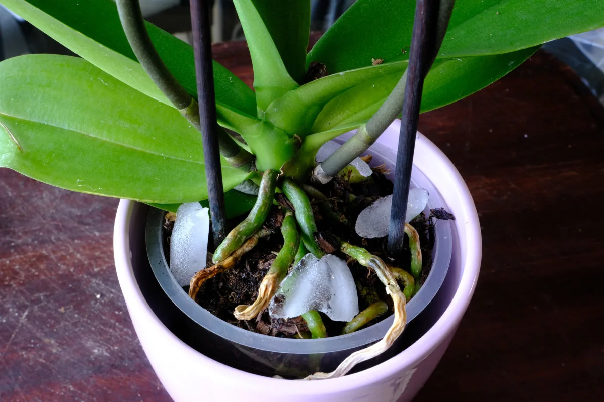 6 popular tips that are actually killing your houseplants