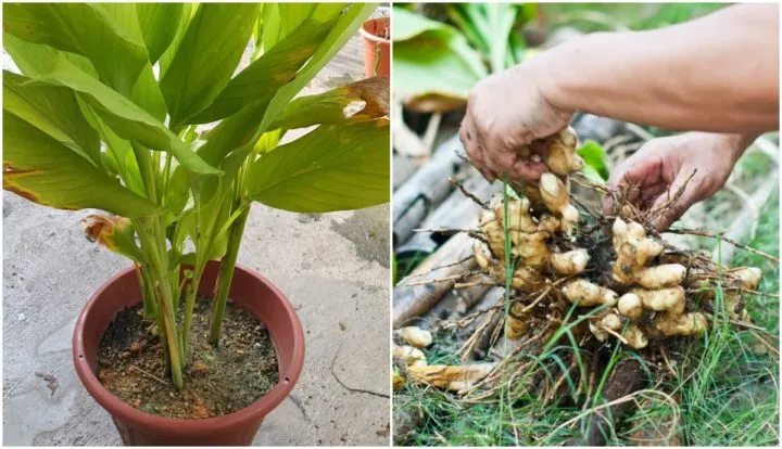 How to Grow an Endless Supply of Turmeric Indoors