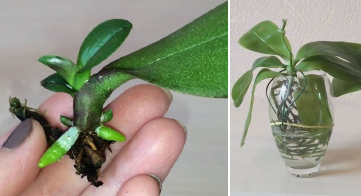 How to reproduce an orchid from a leaf - Gardeniaworld