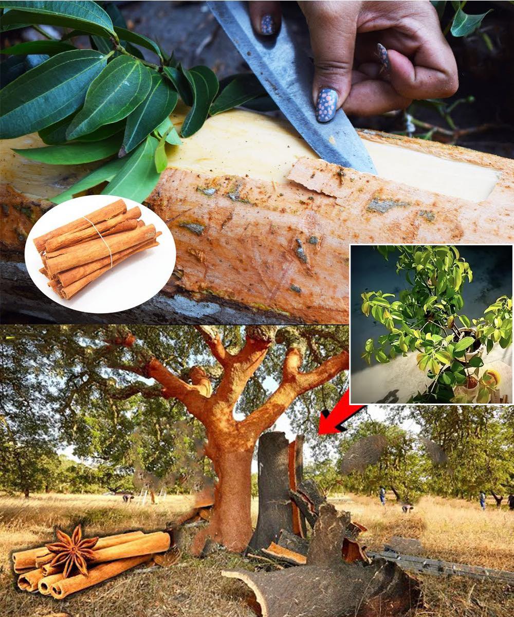 Grow Your Own Cinnamon A StepbyStep Guide to Cultivating Cinnamon